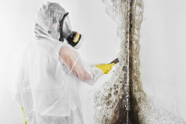 Best Mold Damage Repair  in Baldn, WI
