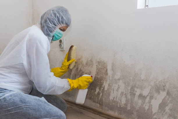 Best Black Mold Removal  in Baldn, WI