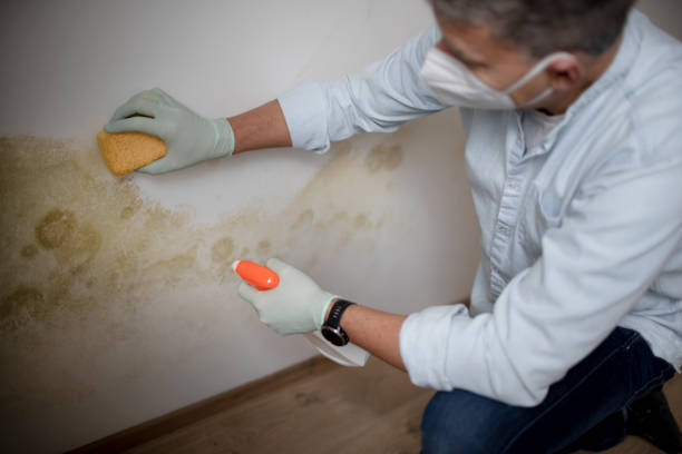 Best Mold Removal Near Me  in Baldn, WI