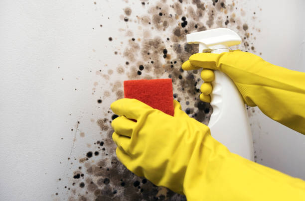 Best Crawl Space Mold Removal  in Baldn, WI