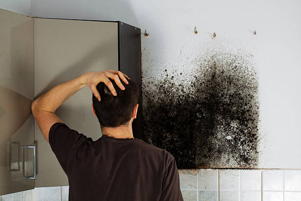 Best Fast Mold Removal  in Baldn, WI